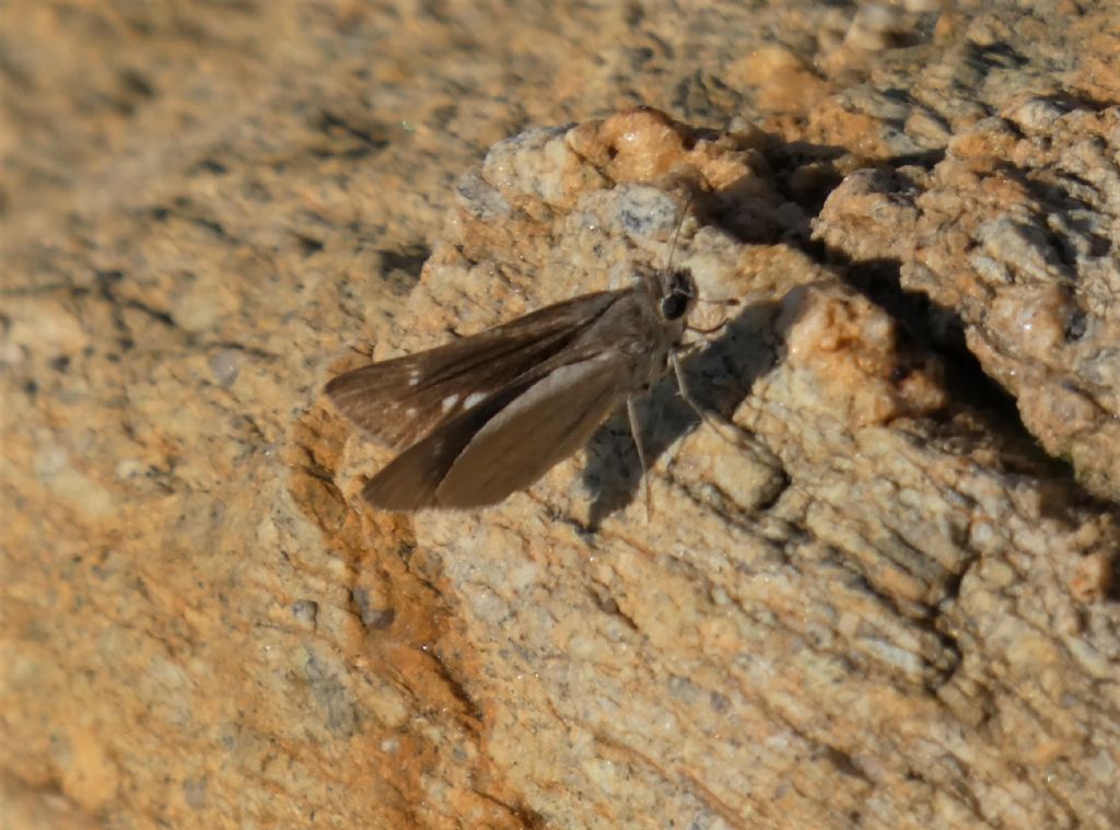 Pyrgus difficilissima. No, Gegenes sp. - Hesperiidae